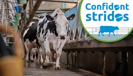 Devon: Taking steps to enhance cow mobility